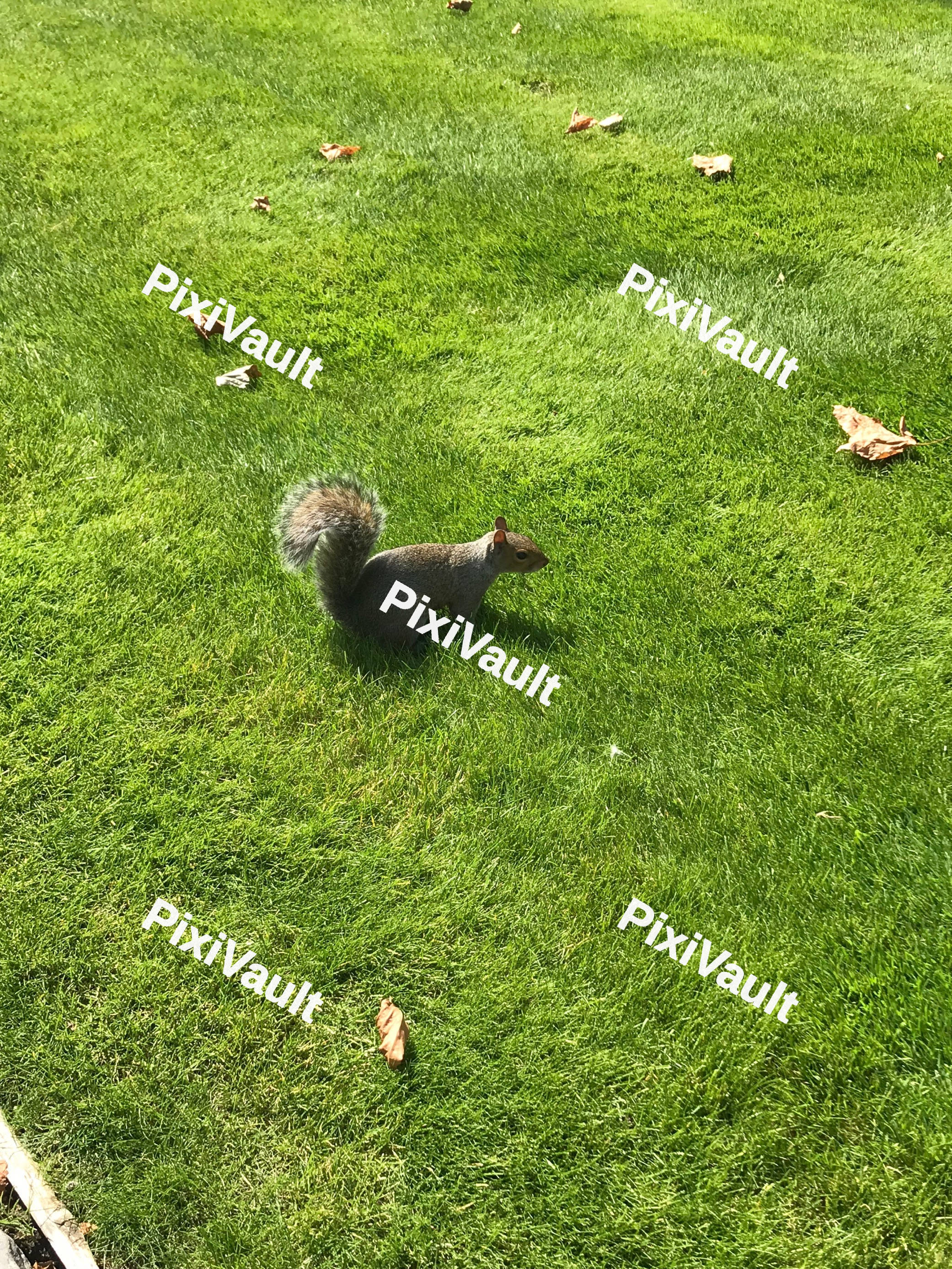 Grey Squirrel